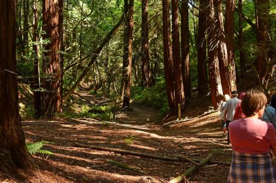 Through the Redwoods