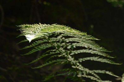 Sunlit Fern
