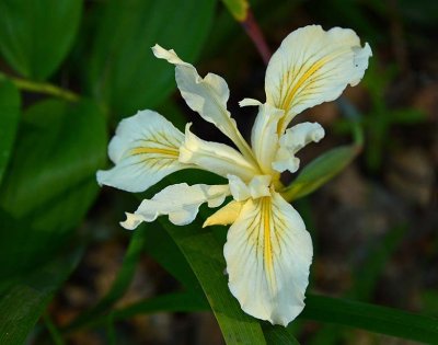 White and Yellow Iris