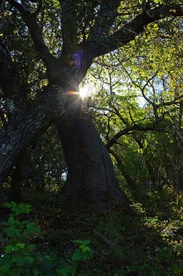 Sunstar Behind Tree
