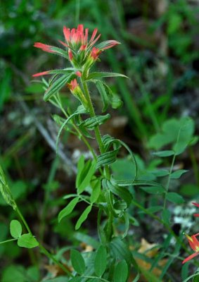 Coastal Indian Paintbrush