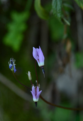 Shooting Stars