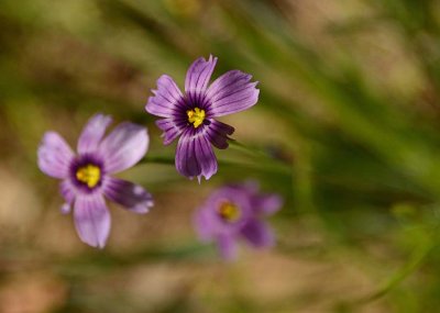 Blue  Eyed Grass