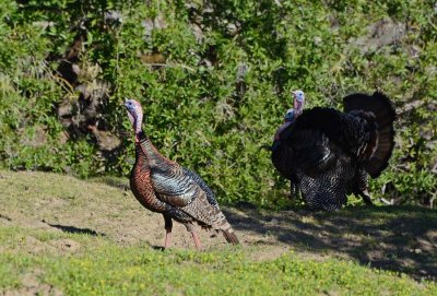 Colorful Turkeys