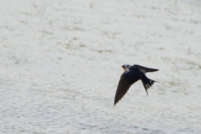 Barn Swallow with Tail Spread