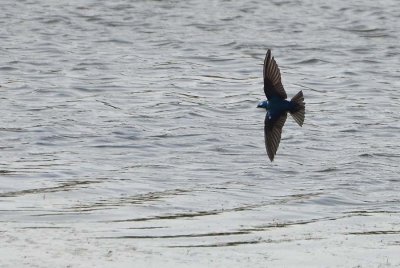 Tree Swallow All Spread