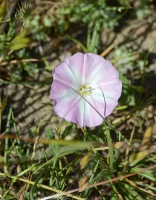 Bindweed