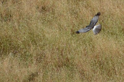Northern Harrier Tail