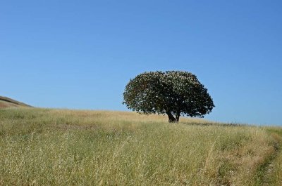 Buckeye Tree