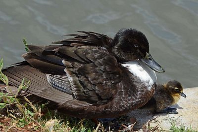 Mom with One Duckling