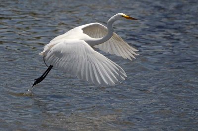 Great Egret Lift Off