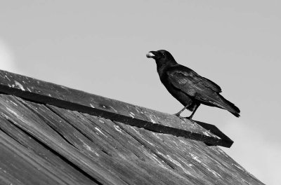 Crow with Peanut
