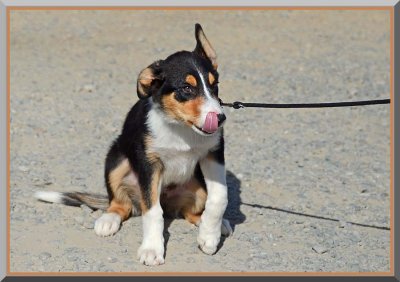 Finn, with Tongue Out