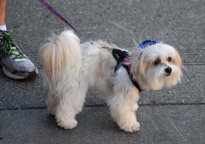 White Fluff Pup