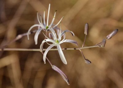 Another Soap Plant