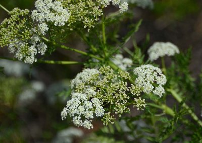 Wild Carrot