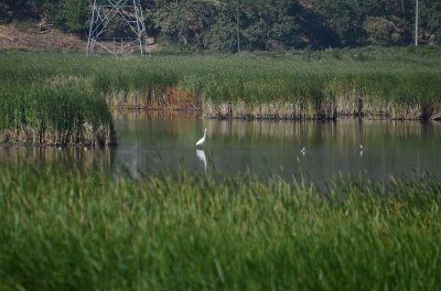 Reeds, Great Egret, & Stilts