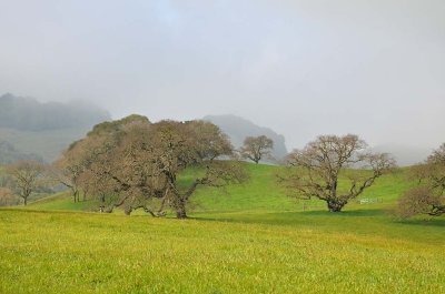 Oaks and Green Hills
