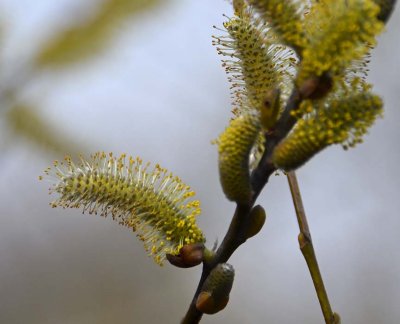 Pussy Willow