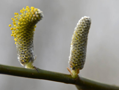 Pussy Willow Bursting Open