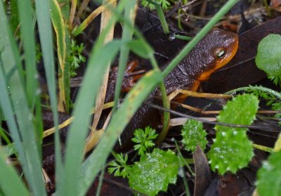 California Newt 2