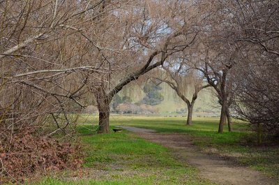 Path and Hanging Branches