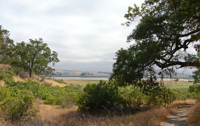 Across the Meadow