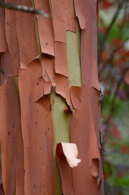 Peeling Bark