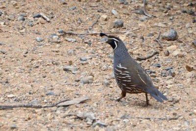 California Quail