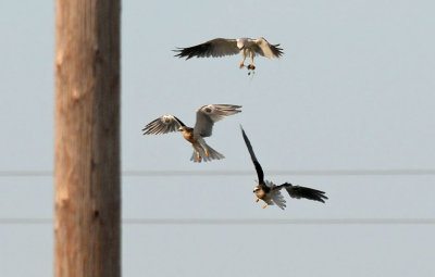 Three White-tailed Kites