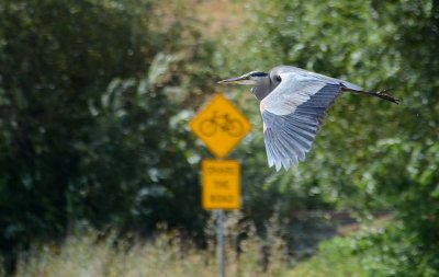 Great Blue Heron Share the Road