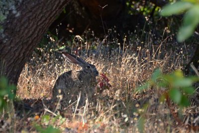 Quiet Jackrabbit