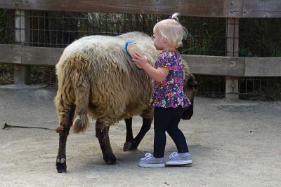 Brushing the Large Sheep