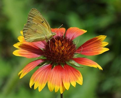 Orange Sulphur on Blanket Flower