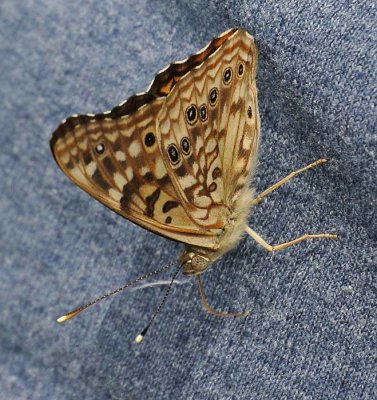 Hackberry Butterfly from the Side