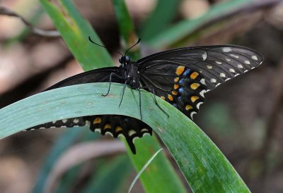 Eastern Black Swallowtail