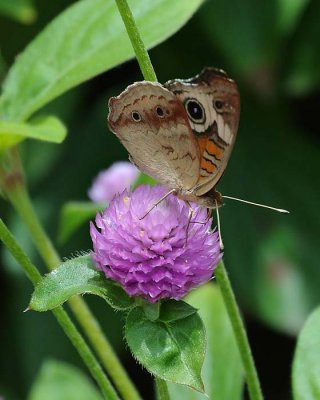 Buckeye Butterfly - Side View