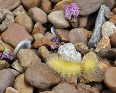 Yellow Fuzzy Caterpillar