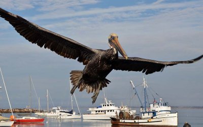 Brown Pelicans at the Wharf
