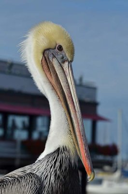 Male Brown Pelican Face