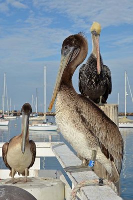 Three Standing Pelicans