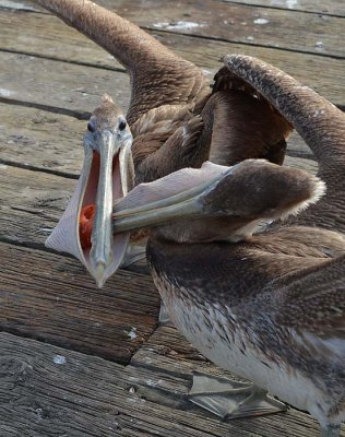 Finding a Snack