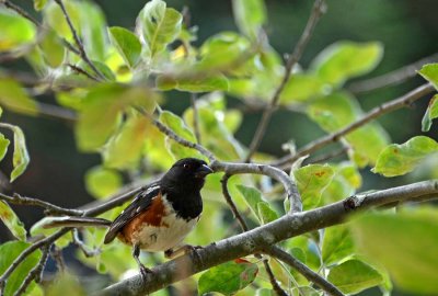 Spotted Towhee 2