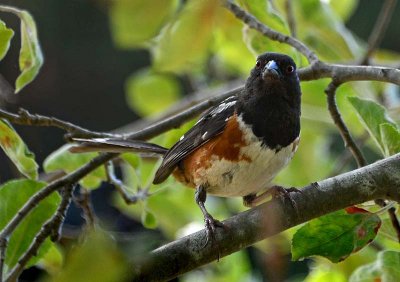 Spotted Towhee Staring at Me