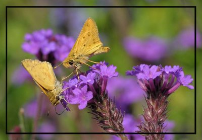 Two Skippers on Purple