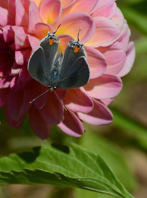 Gray Hairstreak Opened