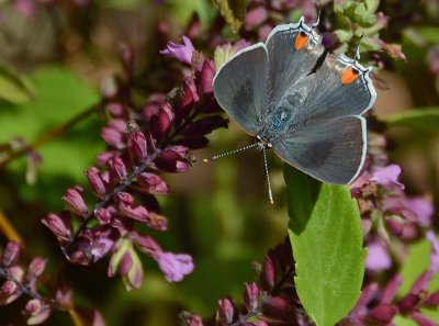 Gray Hairstreak - Opened 2