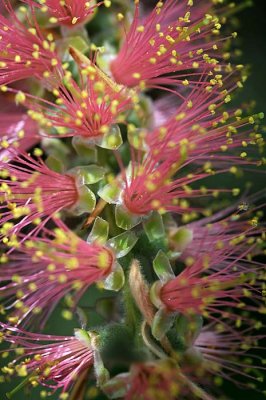 Pink & Yellow Bottlebrush