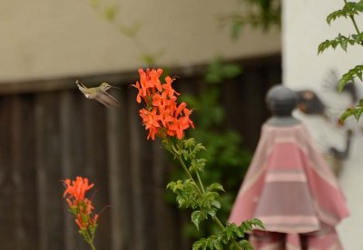 Hummingbird At Flowers