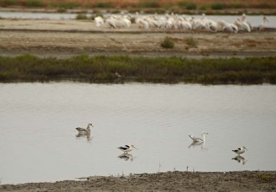 Avocets, Gulls and Pelicans